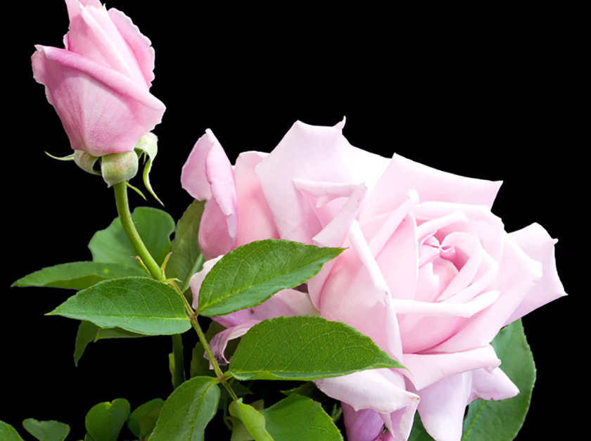 Hilton Edward Hybrid Tea Rose